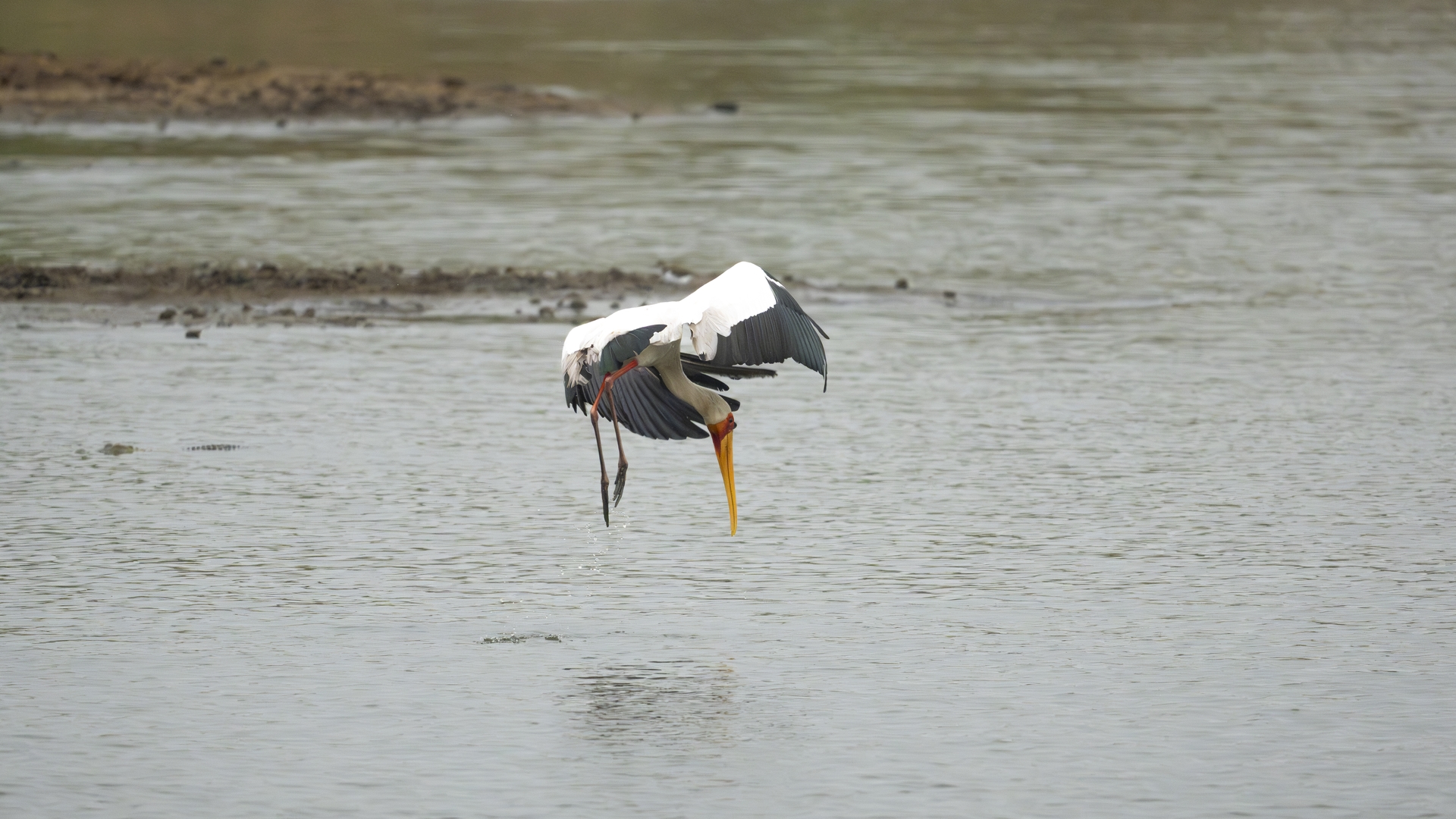 Kruger25 2025 10 30 13 15 38 ILCE 1M2 841